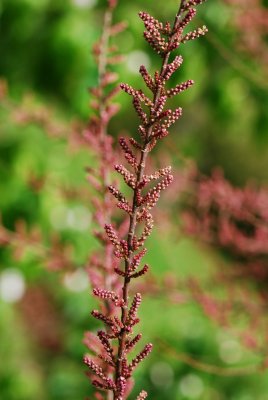 Tamarix parviflora - tamaryšek malokvětý - pupeny detail